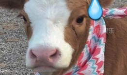 娱乐吃瓜酱猪猪,揭秘娱乐圈那些不为人知的幕后故事